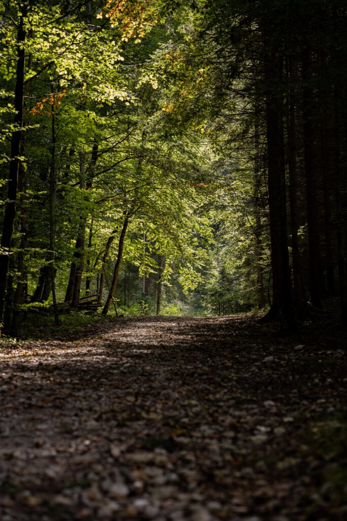 lovely scene of some trees and a trail