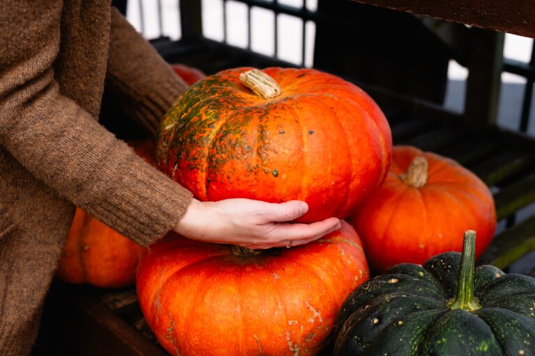 pumpkin patch