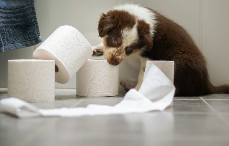 Eco-Friendly Toilet Paper