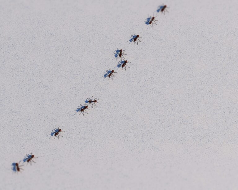 Homeowner Problems: Dealing With Ants