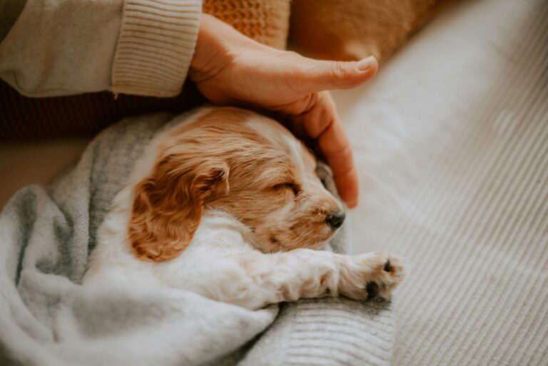 10 Things To Know About Getting a Pet In Your 20s