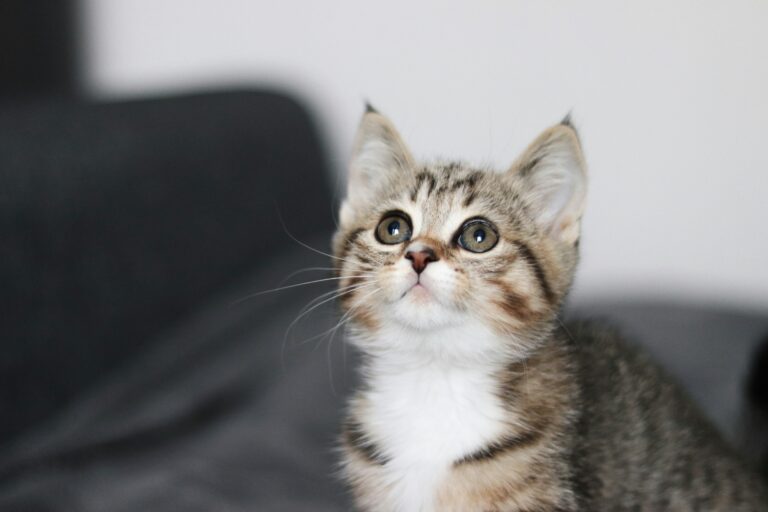 How Pets Can Improve Mental Health in Young Adults