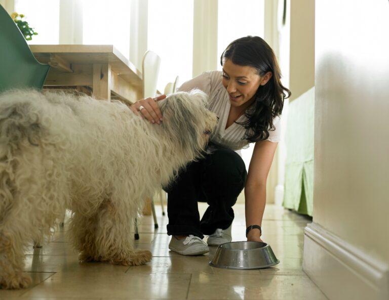 The Best Supplements for Dogs with Sensitive Stomachs: Why Gut Health is Critical