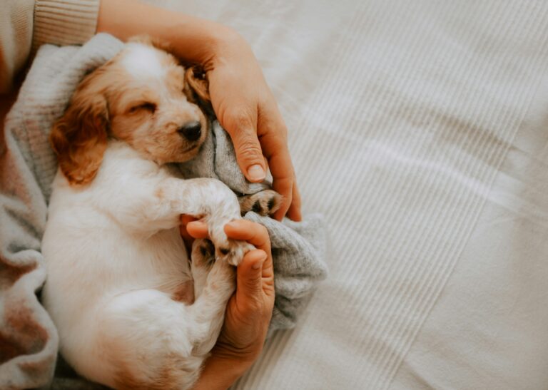 Puppy Parenthood While Building Your Career: A 20-Something’s Schedule That Actually Works