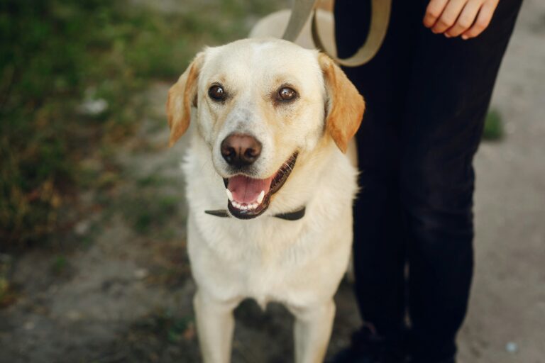 4 Signs a Service Dog Might Be the Right Support for You