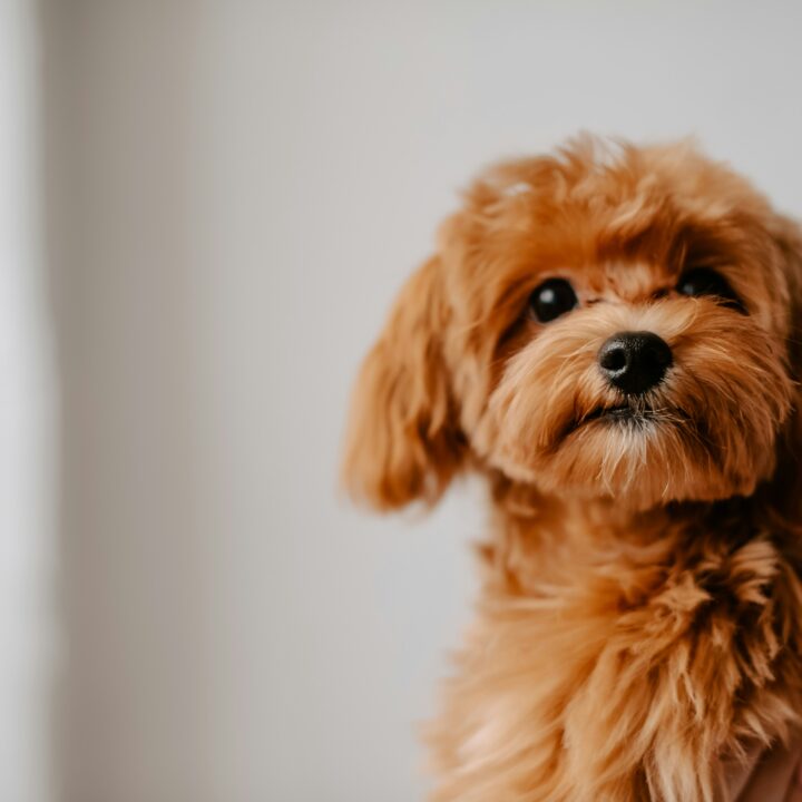 small dog