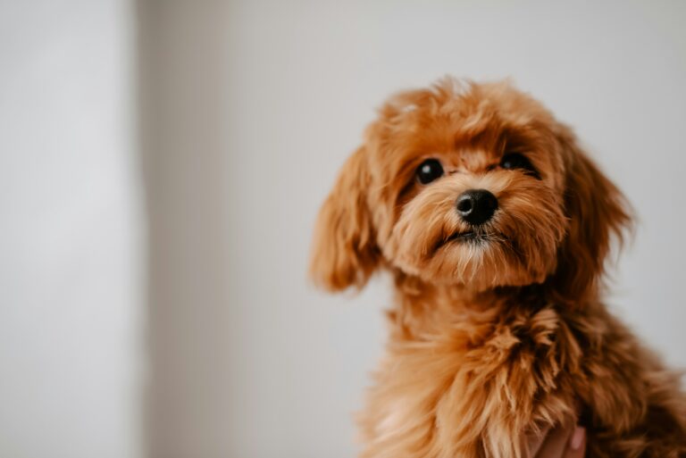 small dog