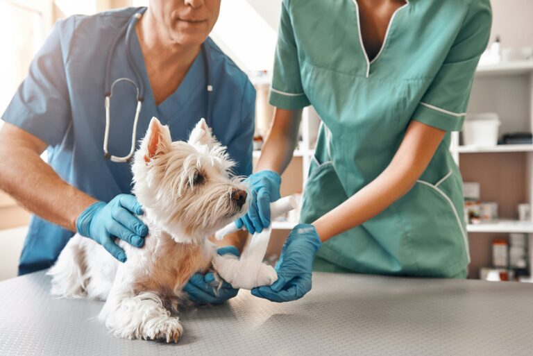 What Comes Before the Clinic? Preparing to Become a Veterinarian