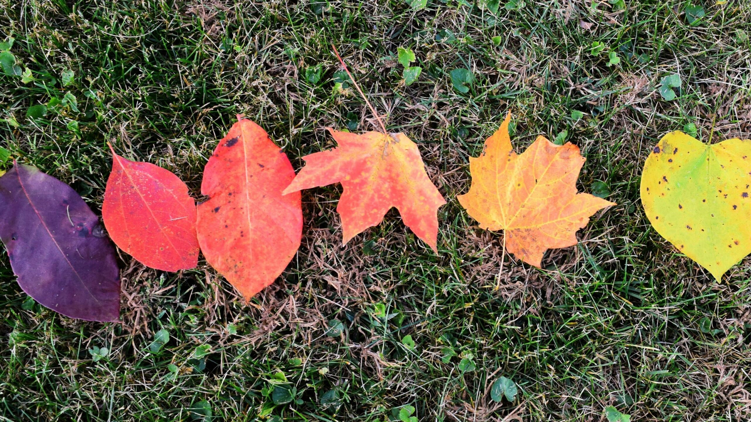 collected colorful leaves for preserving